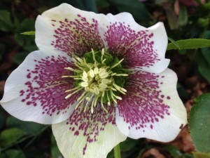 Plant of the month Hellebore